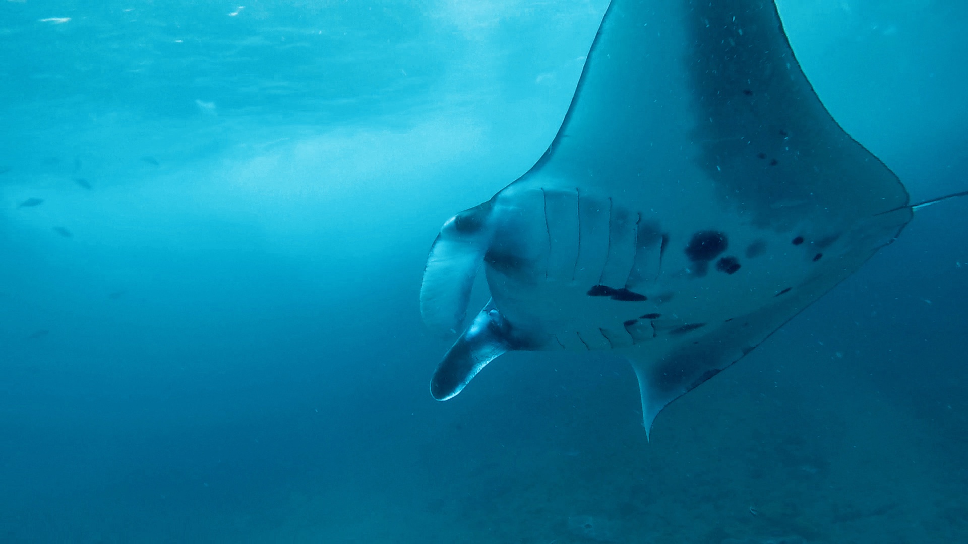 Manta Ray