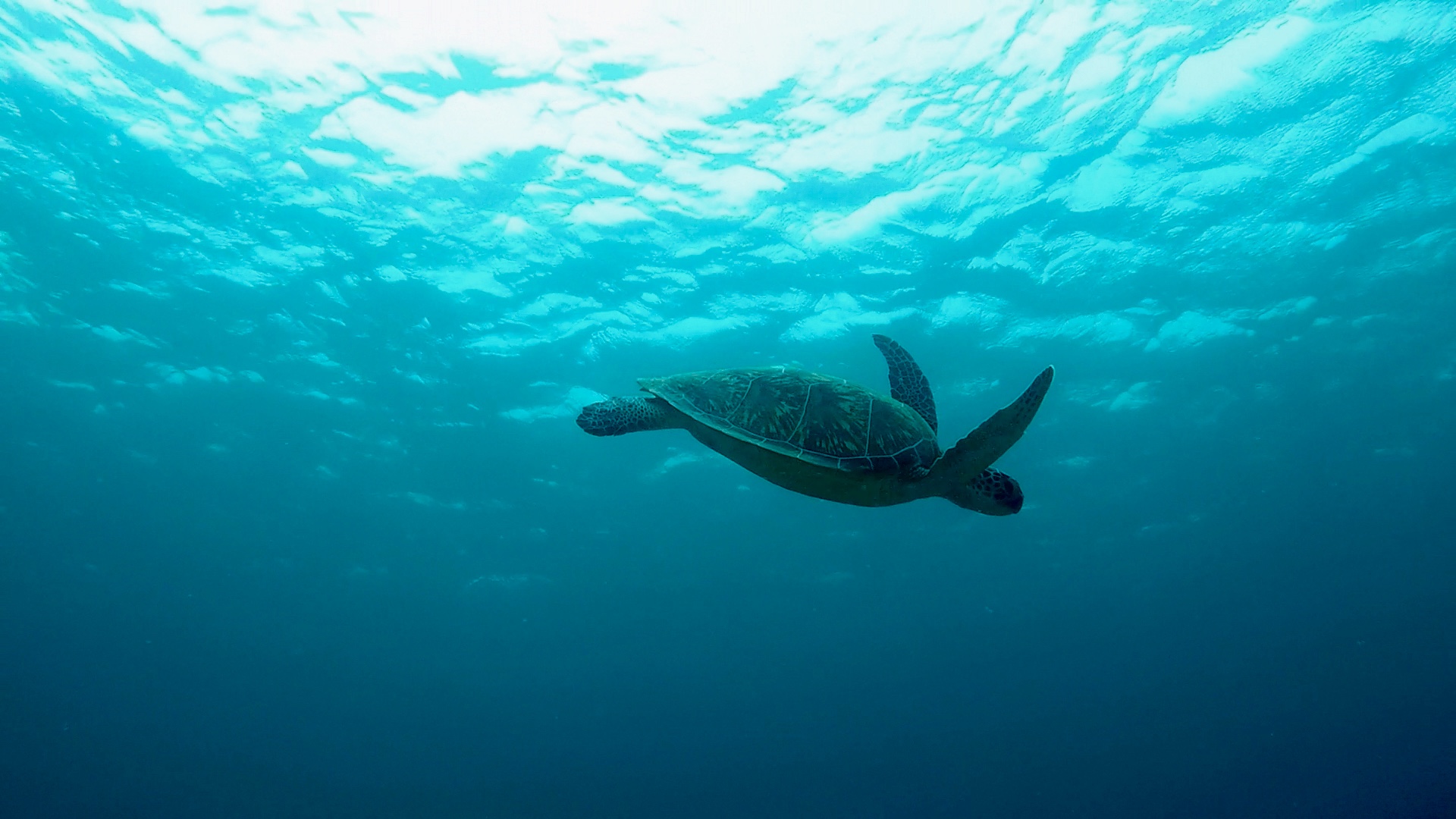 Green Turtle