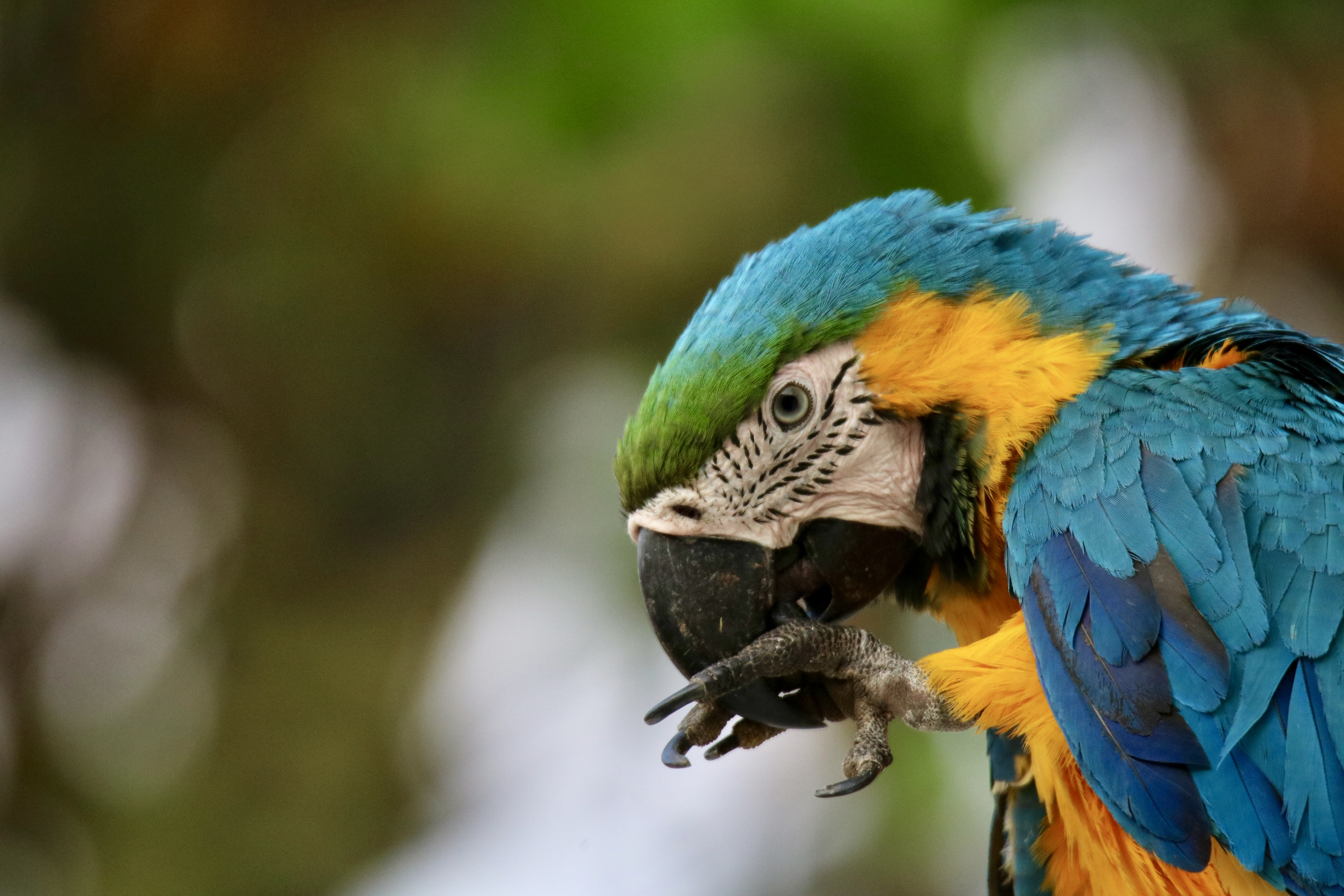 Birding Minca Blue Macaw