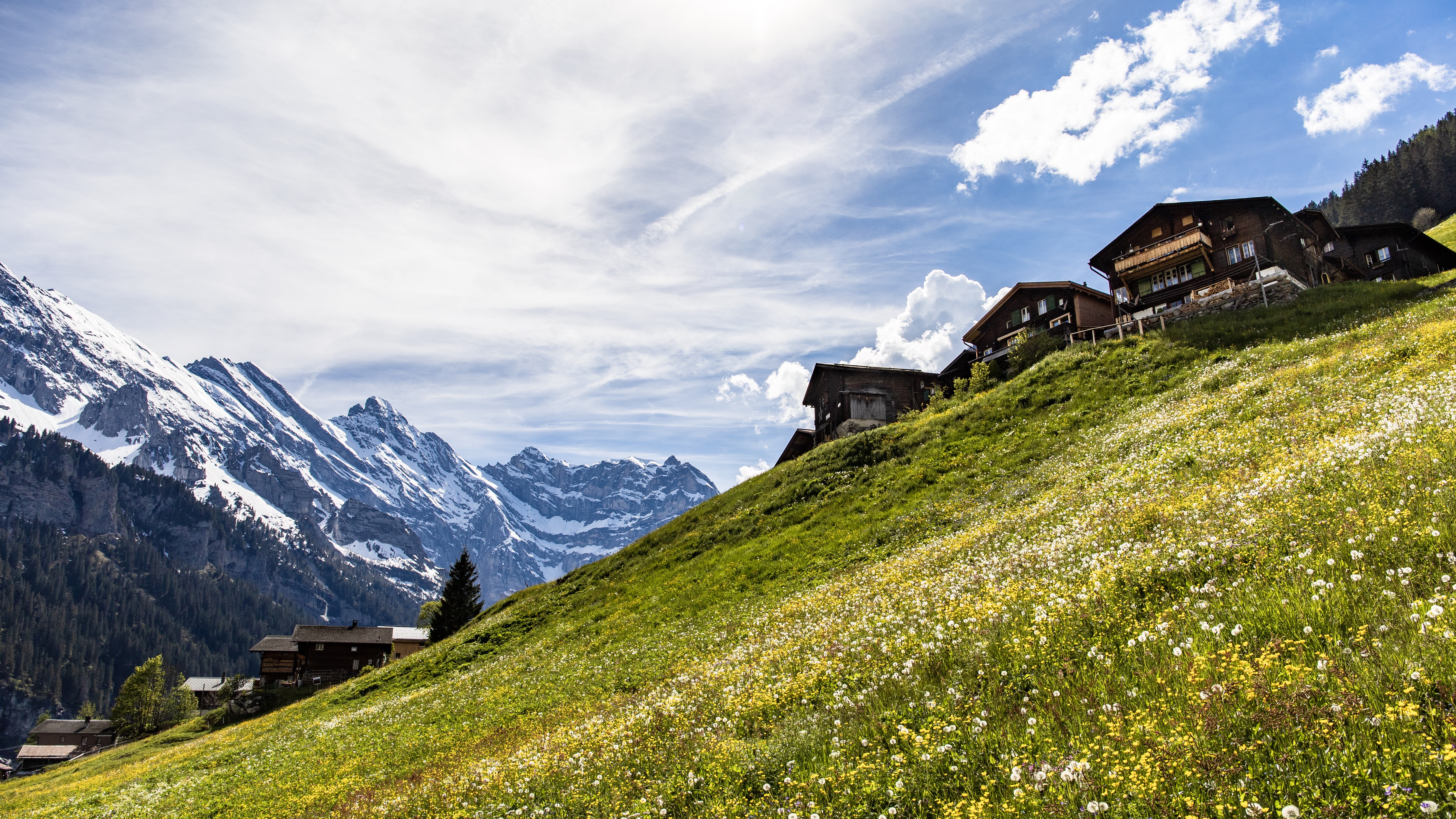 Murren Gimmelwald spring flowers