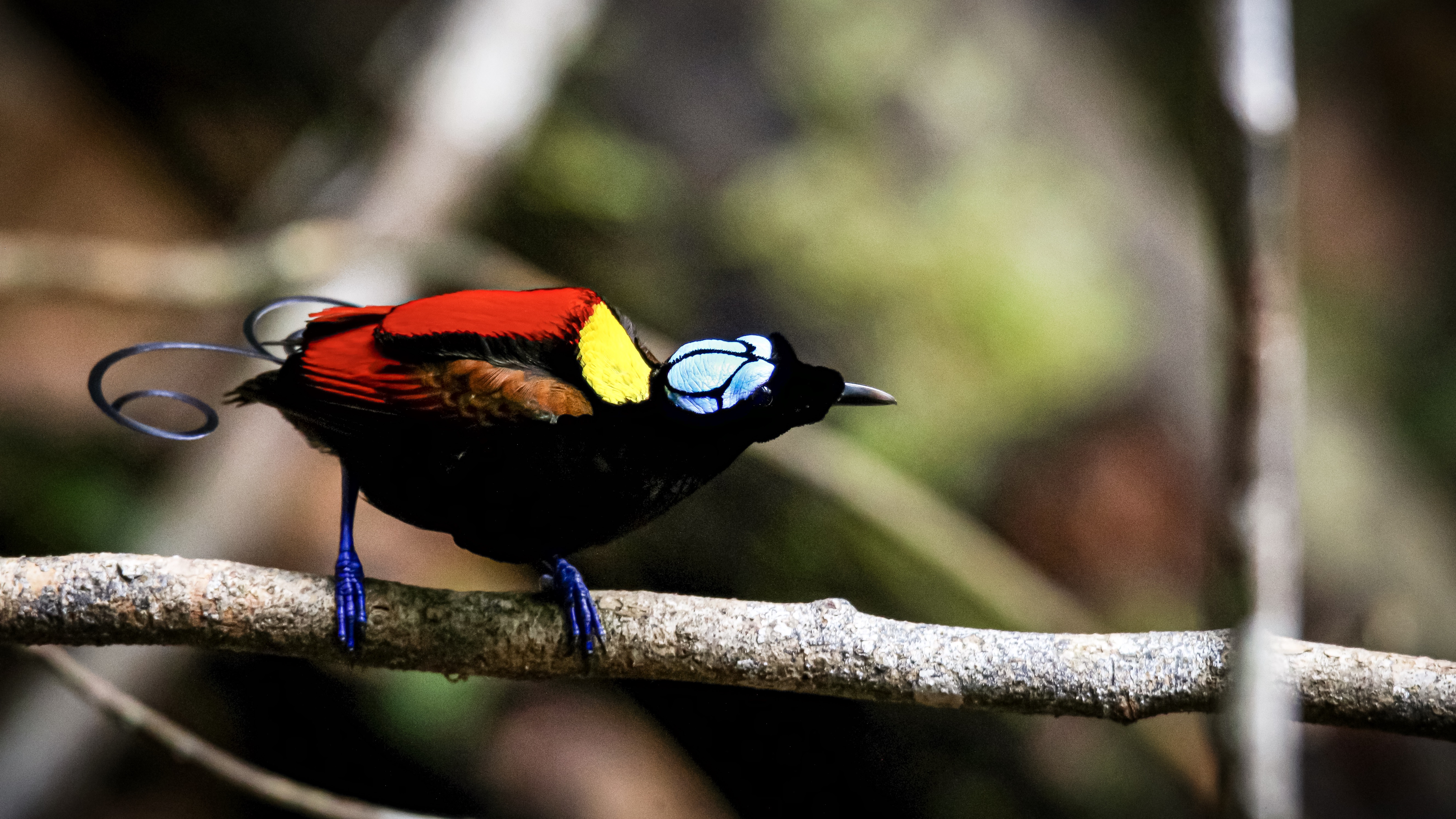 Wilson’s Bird of Paradise – Raja Ampat Indonesia