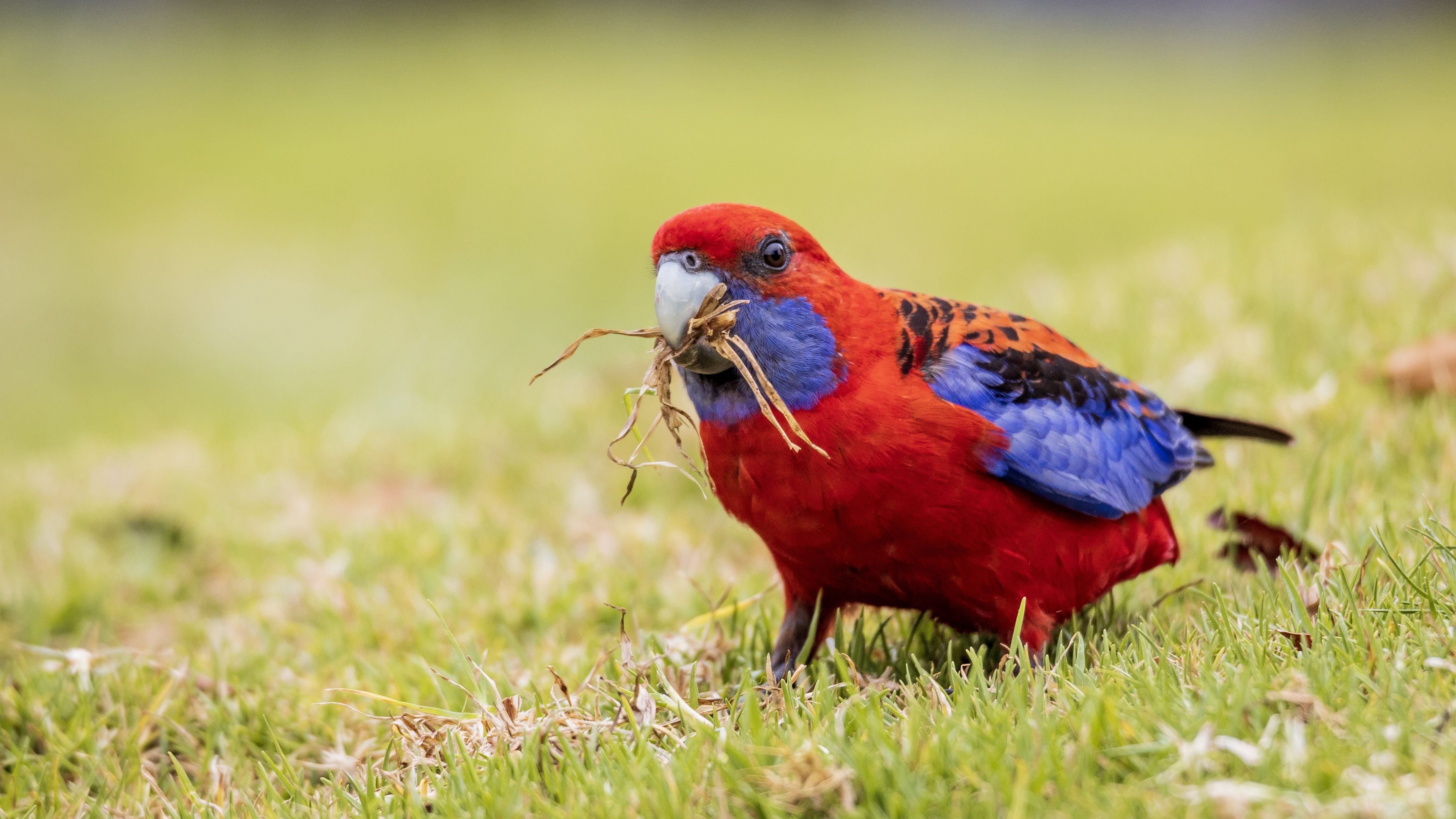 Crimson Rosella Lamington National Park O’Reilly’s Binna Burra Gold Coast Birding Box Forest