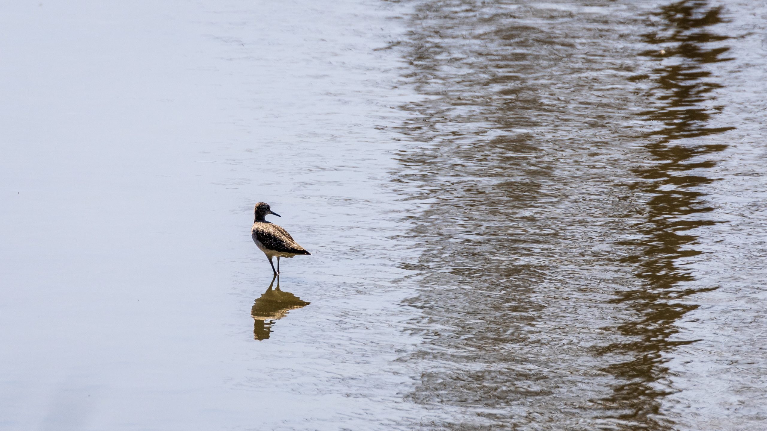 Putta Bucca Wetlands mudgee sharp tailed sandpiper